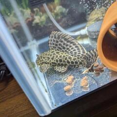 アルビノシルバーアロワナ、ポリプテルス他