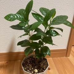 コーヒーの木　観葉植物