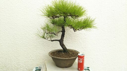 琉球松ーｂ