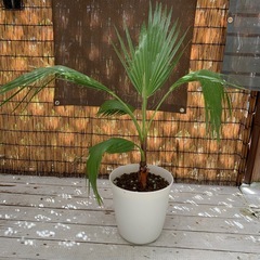 決まりました）ワシントン椰子　　鉢植え 