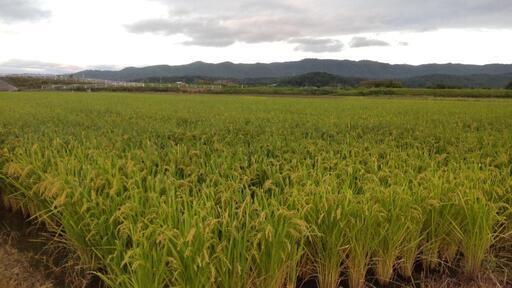 令和6年度産きぬむすめ(無農薬)玄米1袋(30キロ)食味ランキング8年連続特「特A」