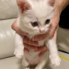 4兄妹・雌の子猫①