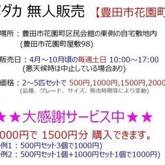 【メダカ 無人販売】豊田市花園町 ★大感謝祭 9/22(日…