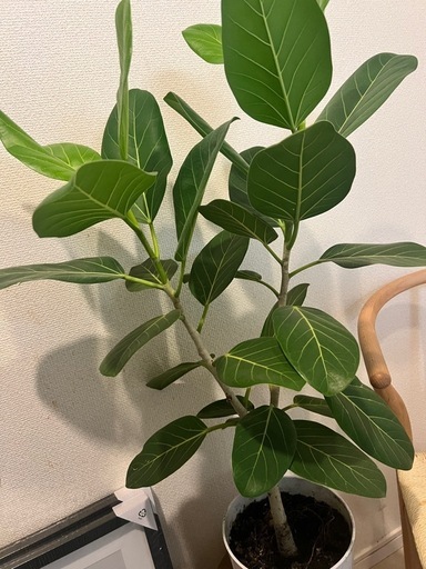観葉植物　ベンガレシス