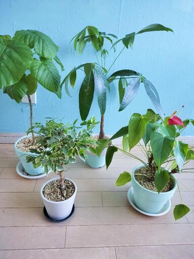 観葉植物セット（現在相談中です）
