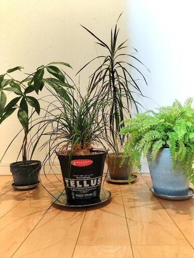 観葉植物セット