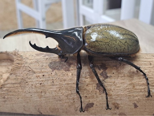 No．1 ヘラクレスオオカブトオス単