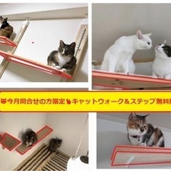 🉐初期費用タダ😻9月限定、猫好きさん、キャットウォーク無料制作し...