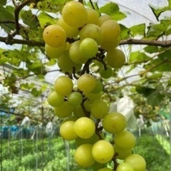 🍇安心院産シャインマスカット1キロ③