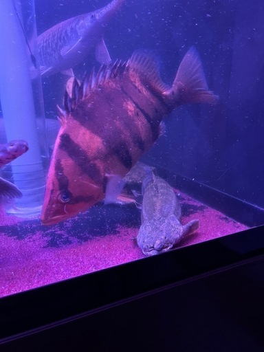 ダトニオプラスワン