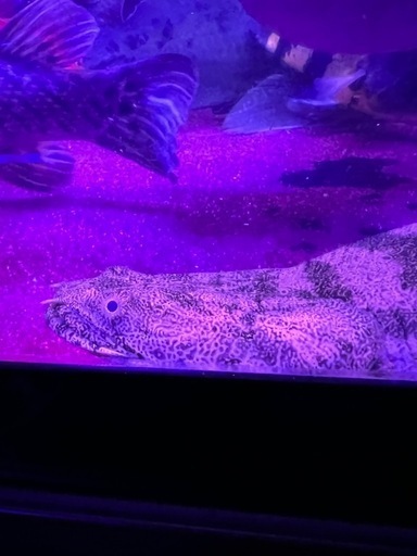 極太ギニア産ワイルド