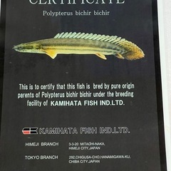 カミハタブリード