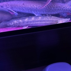 カミハタブリード