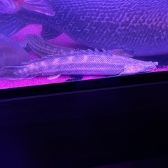 カミハタブリード