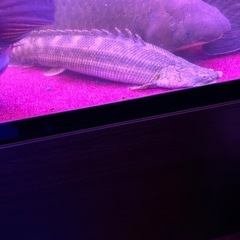 カミハタブリード