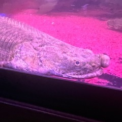 カミハタブリード