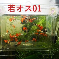 ★値下げ★ダンボグッピー3～3.5cm若魚、3ペアで3000円です。