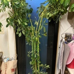 観葉植物★カポック