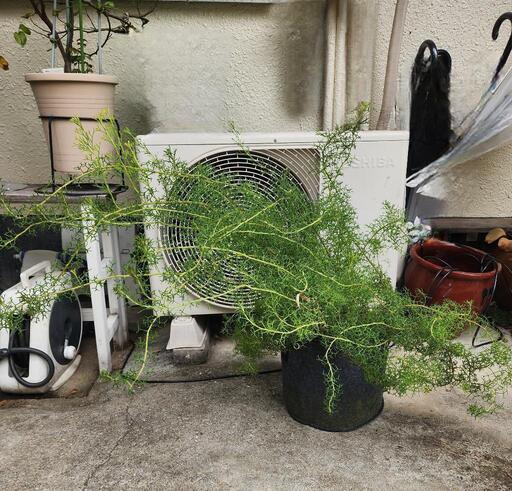 [保留中]オージープランツ   イソポゴン