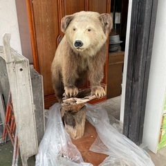 熊の剥製 ヒグマ