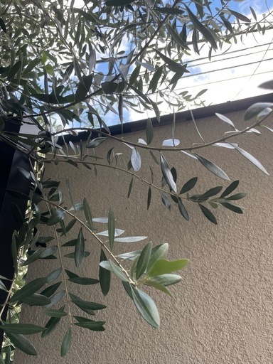 オリーブ　❶