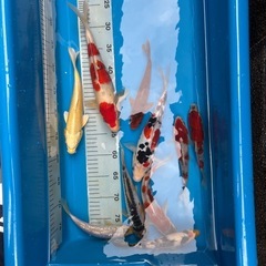 まとめ売り　錦鯉