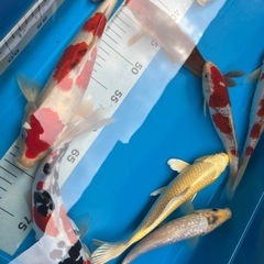 まとめ売り　錦鯉