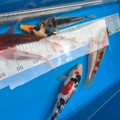 まとめ売り　錦鯉
