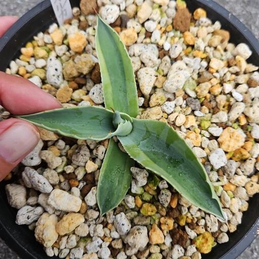 アガベ　オルカ　1鉢　⭕人気の斑入　希少種　オバティフォリア　オルカです