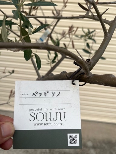 香川最高級オリーブ『SOUJU』180サイズ