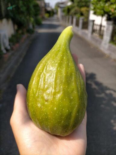 巨大いちじく苗木　巨大いちじく高級いちじく　甘い蜜がたっぷり入る皮まで蜜たっぷり.ᐟ皮ごと食べて~