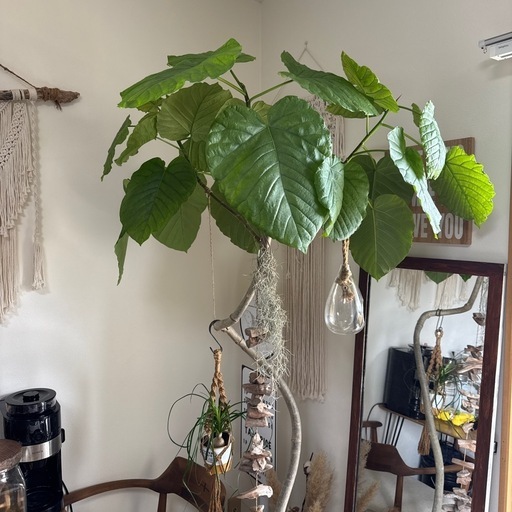 観葉植物ウンベラータ