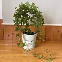 観葉植物　オシャレな鉢付き　