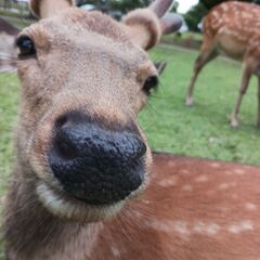 一緒に鹿に餌をあげよう！