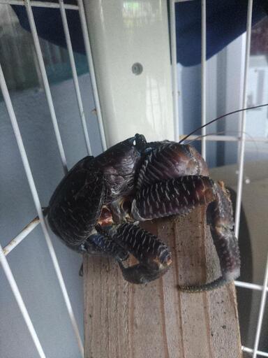 観賞用ヤシガニ