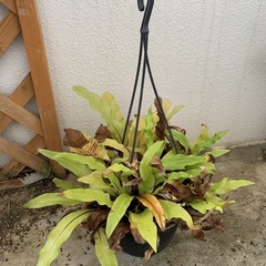 観葉植物｜高さ50cm程度