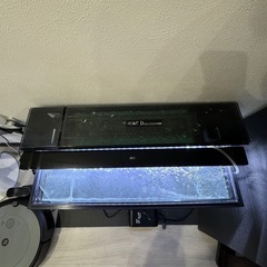 ジャンボウーパールーパー水槽セット