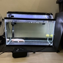 ジャンボウーパールーパー水槽セット