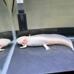 ジャンボウーパールーパー水槽セット