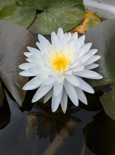 未使用 こね鉢 睡蓮鉢 美品 こね鉢のYahoo!オークション(旧ヤフオク!)