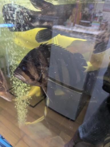 熱帯魚‼️ダトニオプラスワン‼️‼️近々,お譲り先見つからなければ,熱帯魚屋さんに,引き取りをお願いします‼️