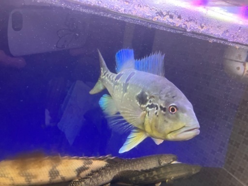 キクラピニマ　大型魚　熱帯魚
