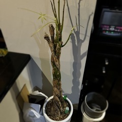 観葉植物