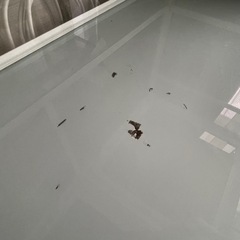 取引中！パンテオンホワイト　9045 爬虫類飼育ケージ