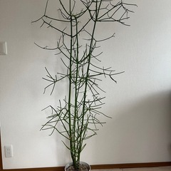 大型　観葉植物　ミルクブッシュ