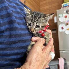 野良猫の女の子、子猫キジトラ 里親募集です！