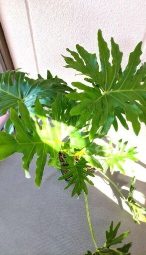 インテリアグリーン 幹上がりセローム