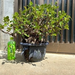 盆栽　ガジュマル