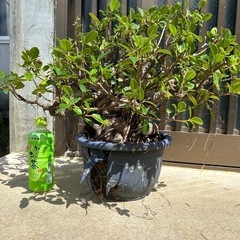 盆栽　ガジュマル