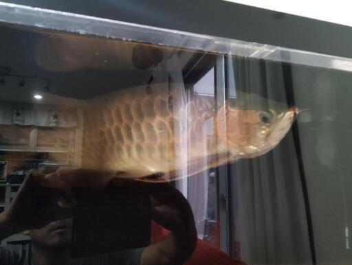 熱帯魚アロワナ